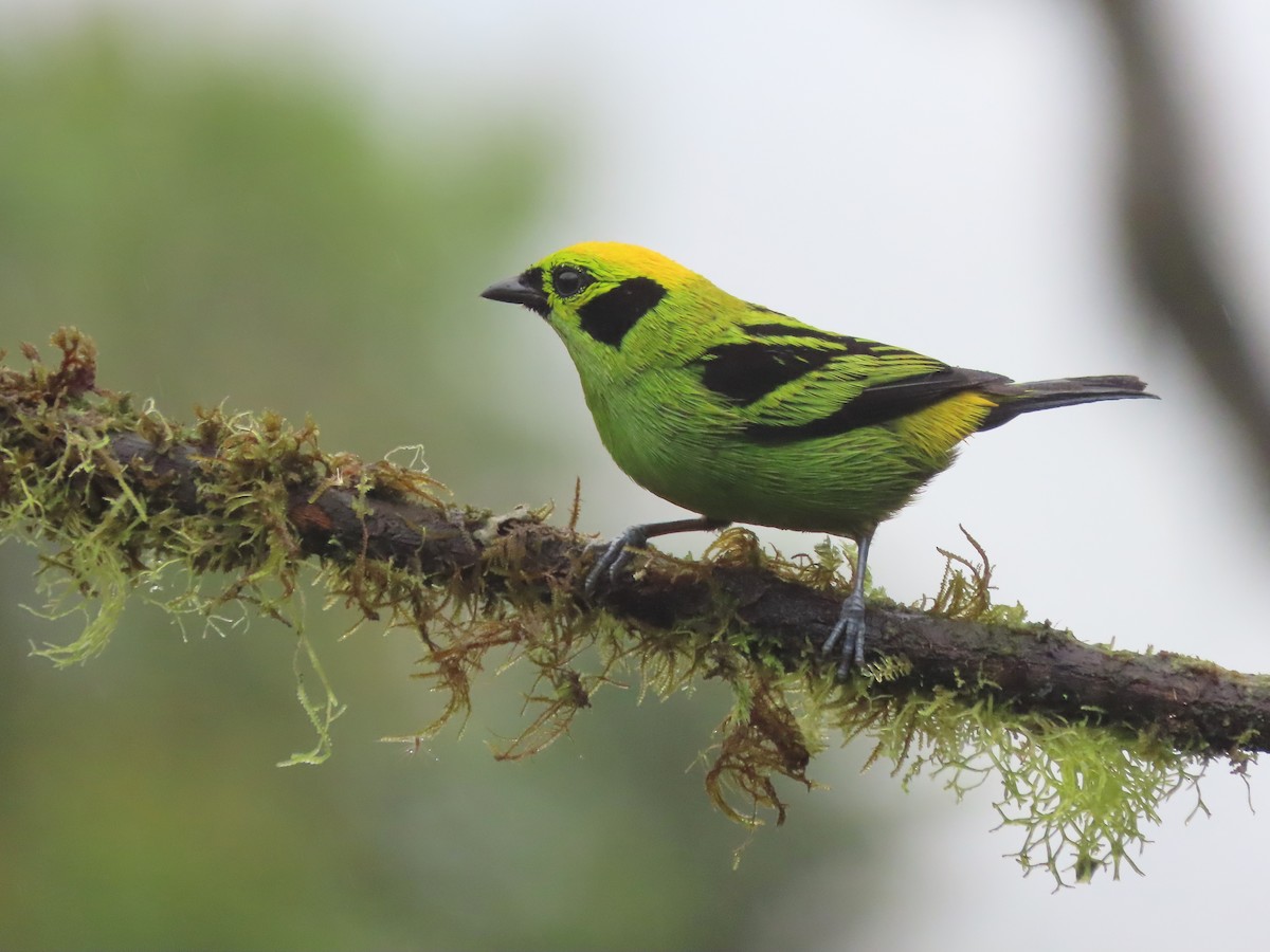 Emerald Tanager - ML627741860