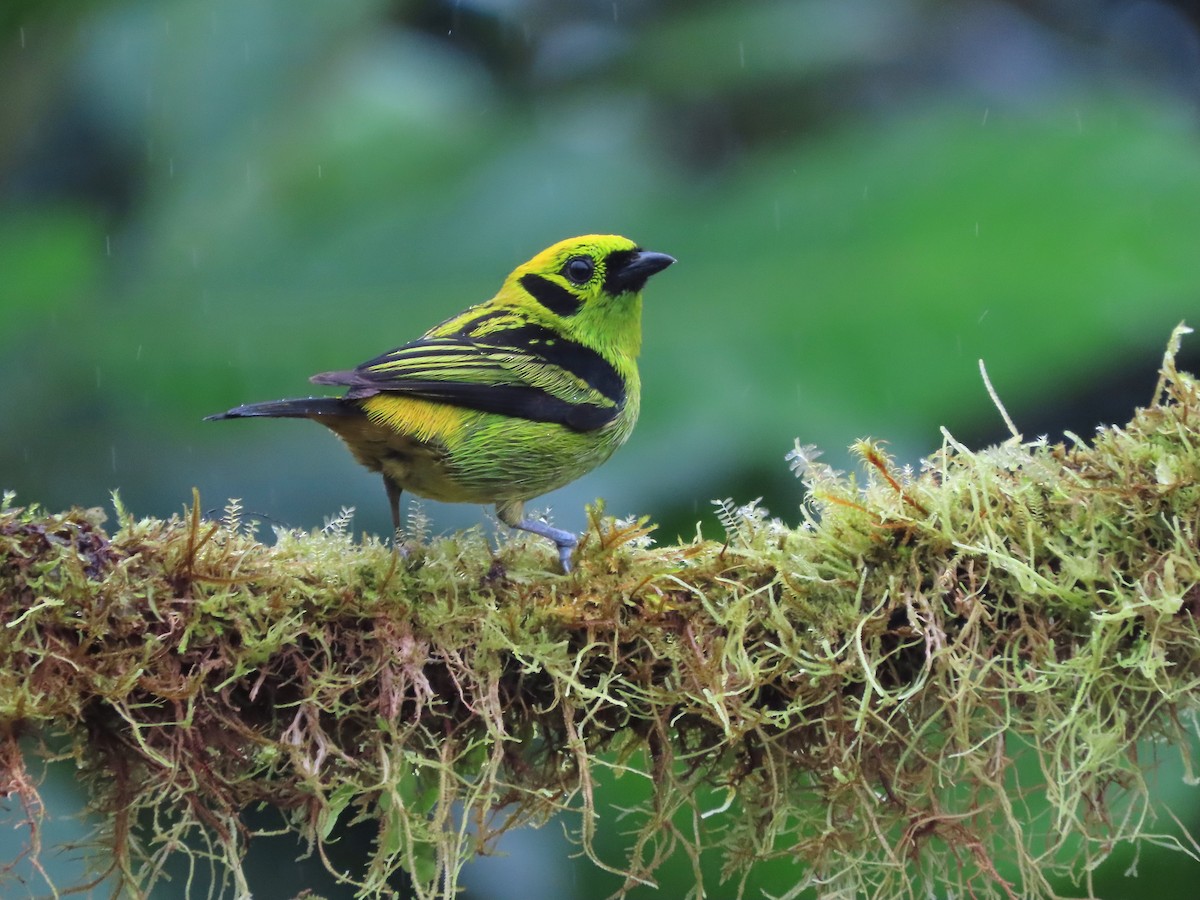 Emerald Tanager - ML627741861