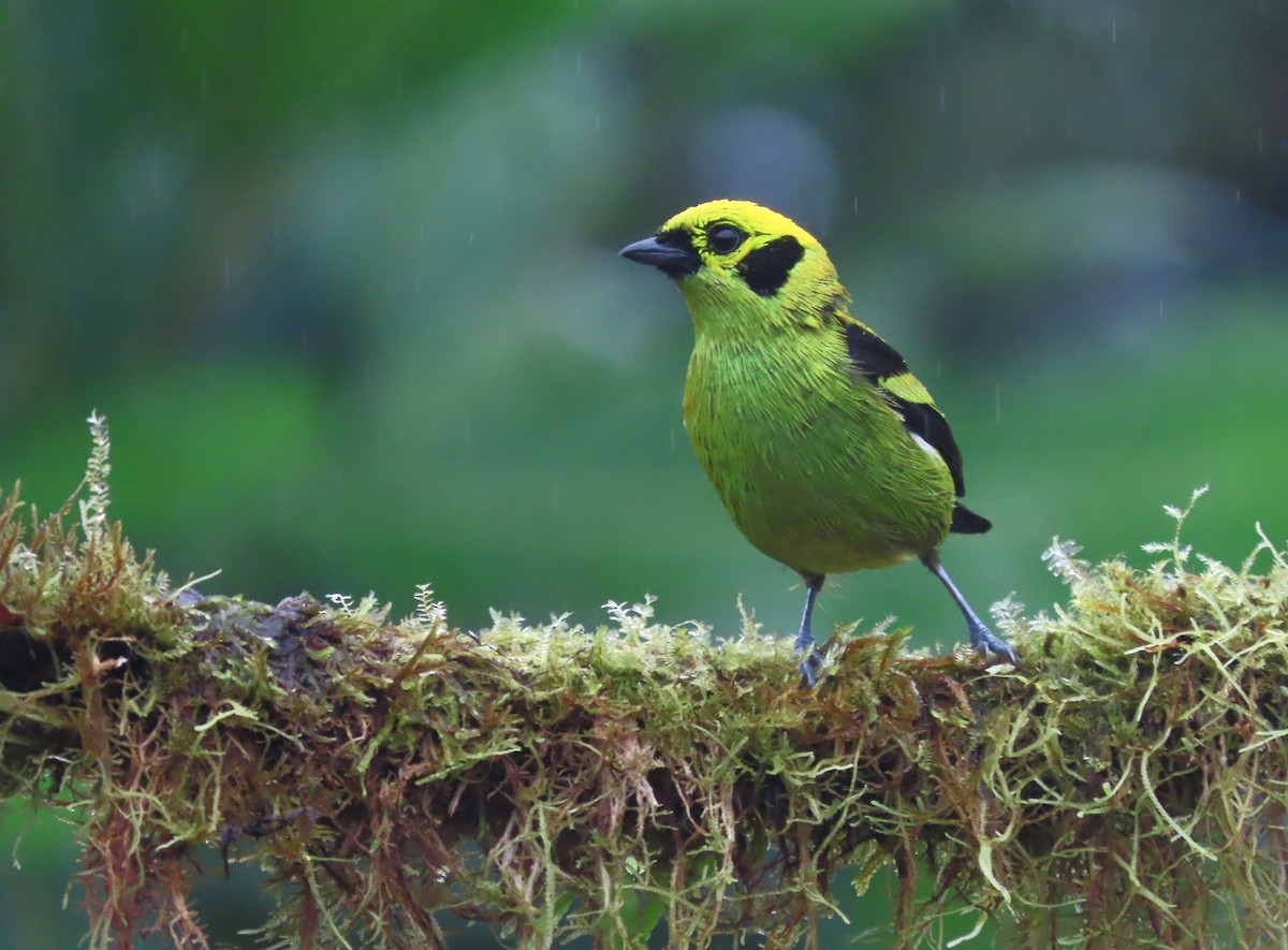 Emerald Tanager - ML627741862