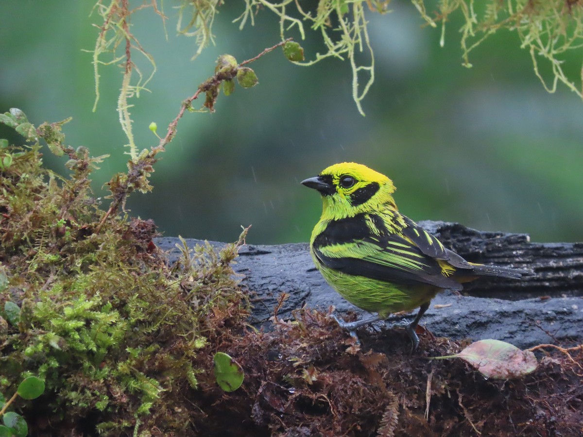 Emerald Tanager - ML627741863