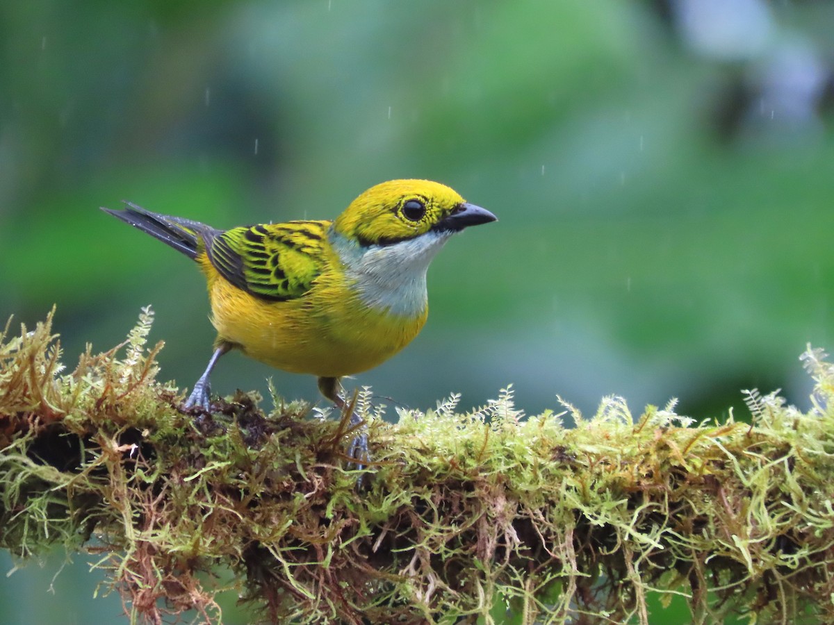 Silver-throated Tanager - ML627741869