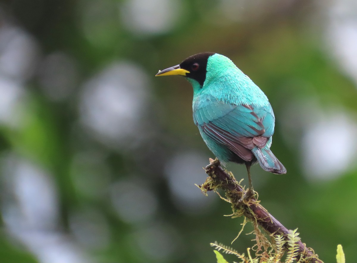 Green Honeycreeper - ML627741873