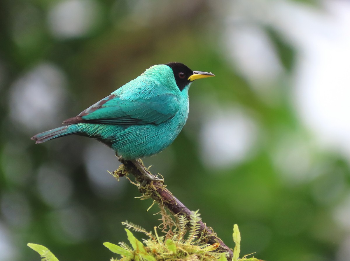 Green Honeycreeper - ML627741874