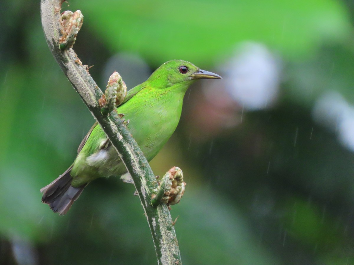 Green Honeycreeper - ML627741882