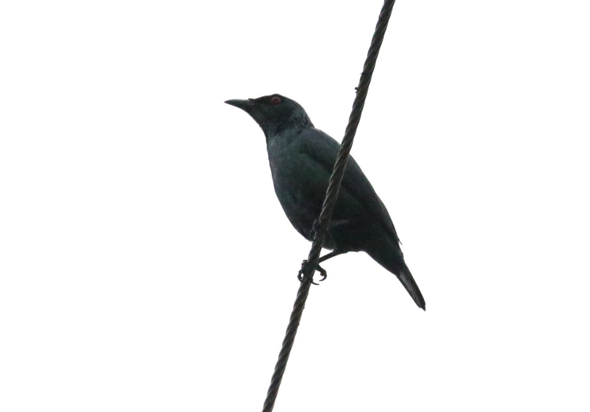 Asian Glossy Starling - ML627741931