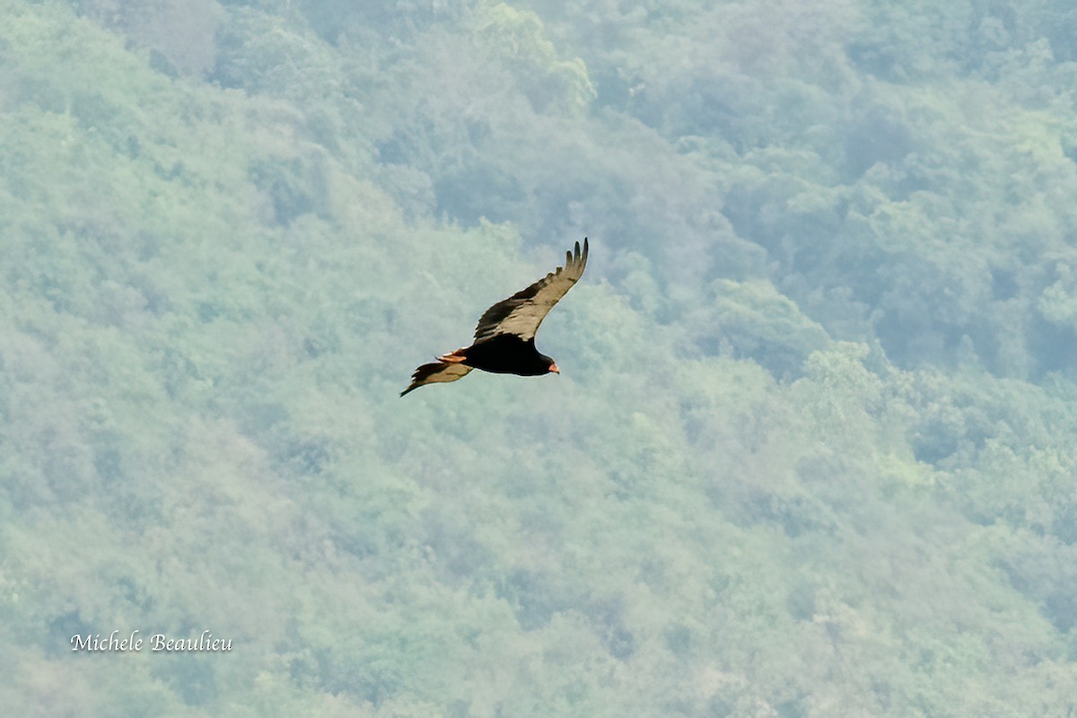 Bateleur - ML627741965