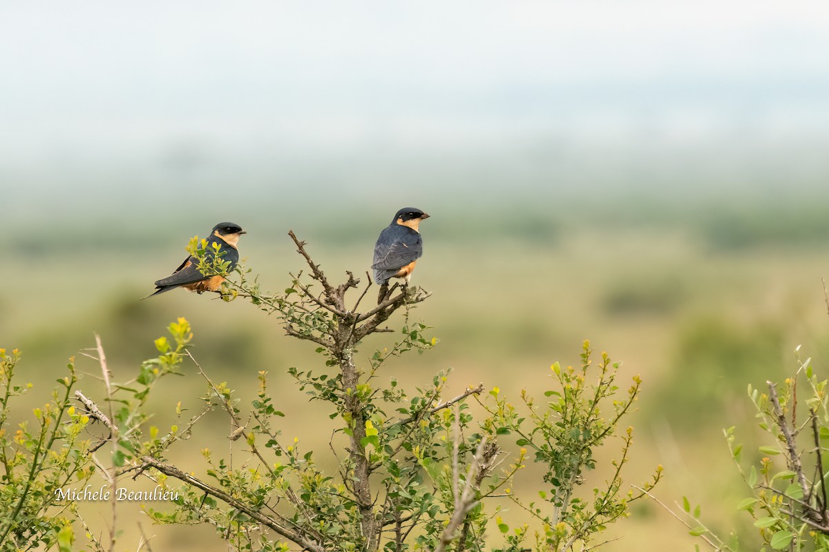 Rufous-chested Swallow - ML627741984