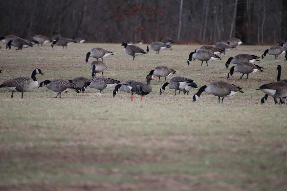 אווז לבן-מצח - ML627742004