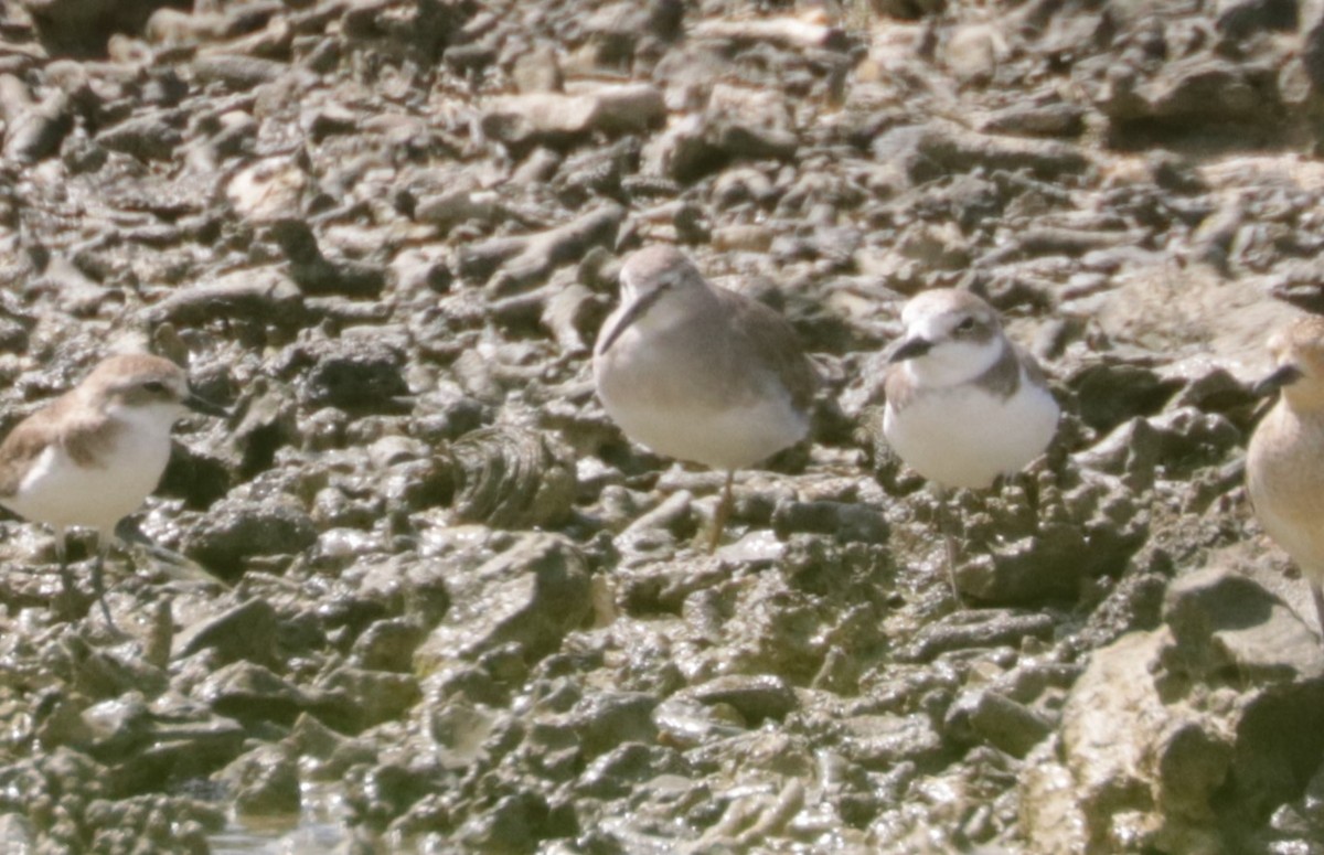 Gray-tailed Tattler - ML627742038