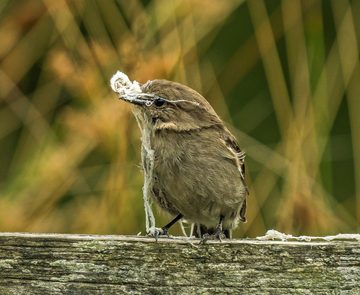 Dusky Robin - ML627742047