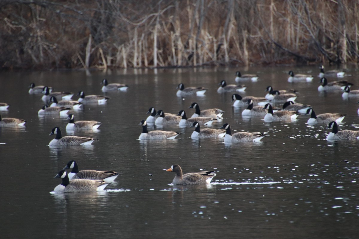 אווז לבן-מצח - ML627742100
