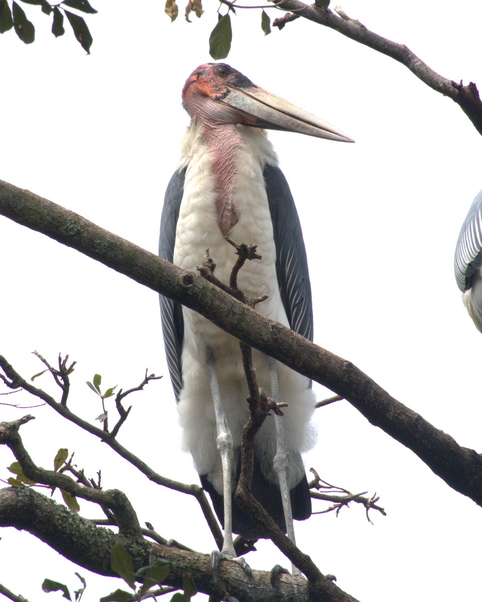 Marabou Stork - ML627742106