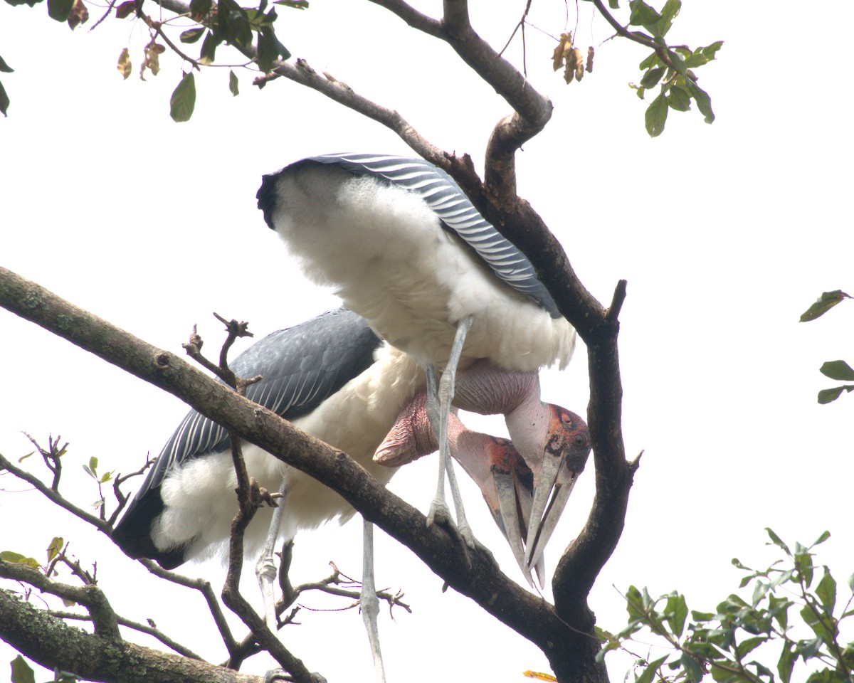 Marabou Stork - ML627742108