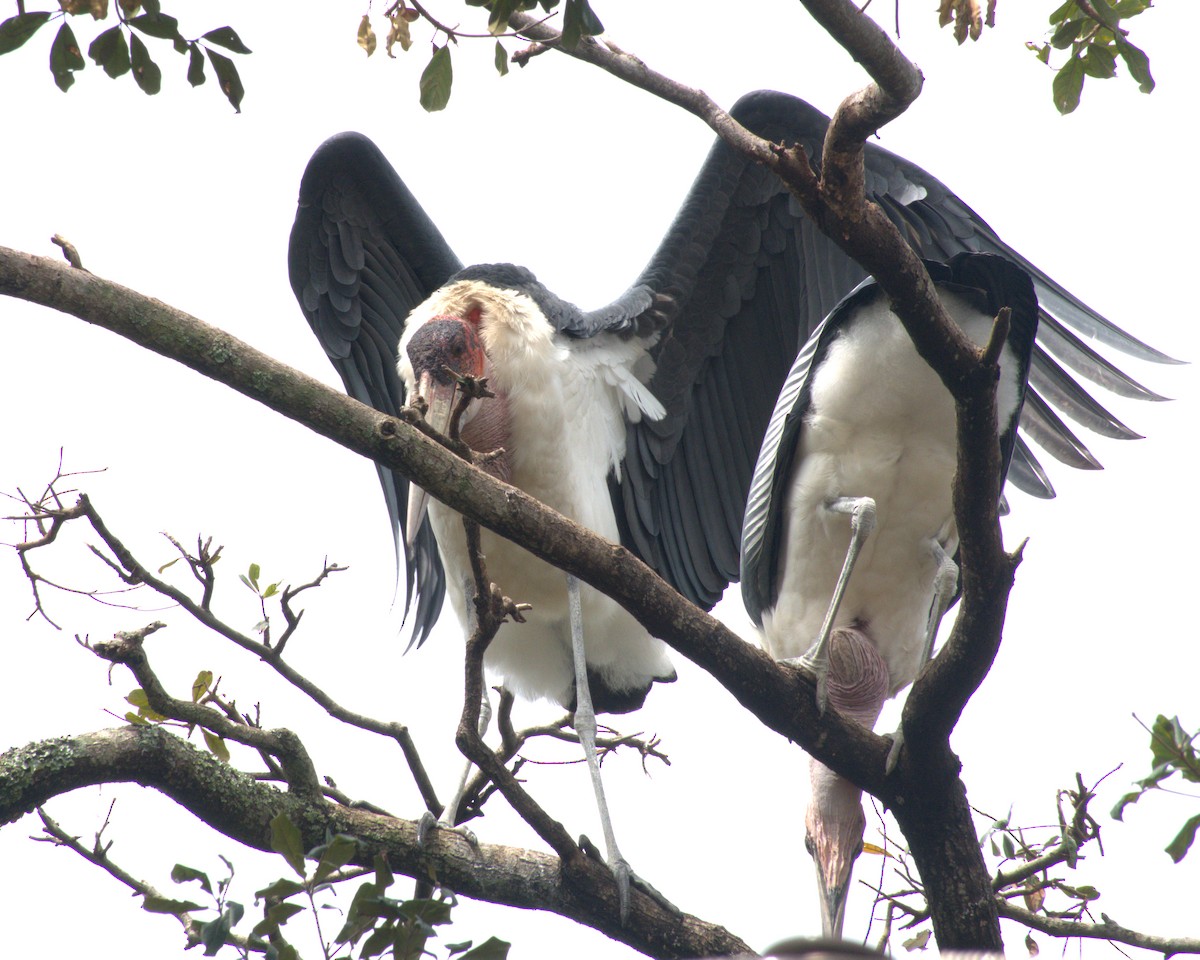 Marabou Stork - ML627742109