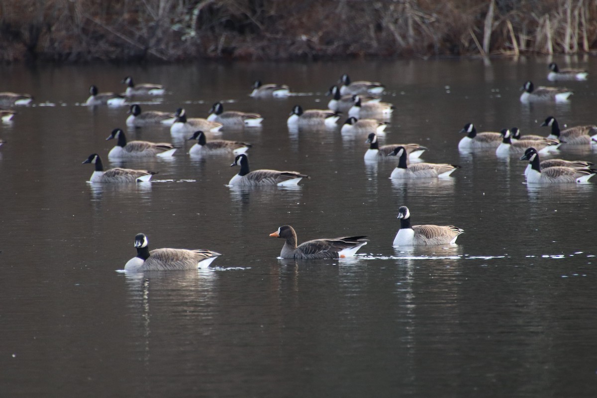 אווז לבן-מצח - ML627742122