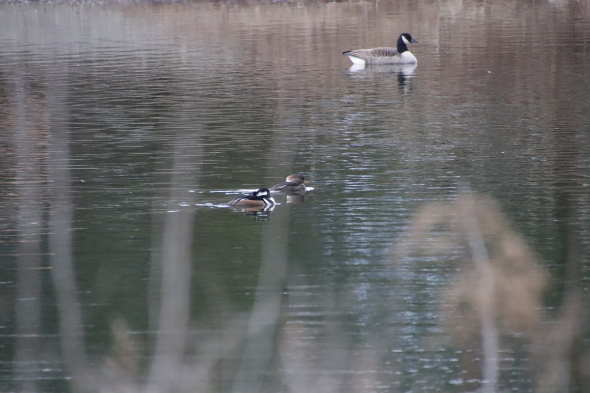 מרגון מקושט - ML627742179
