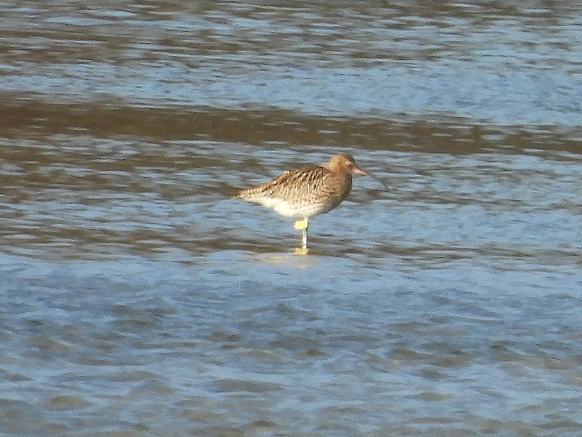 Eurasian Curlew - ML627742205