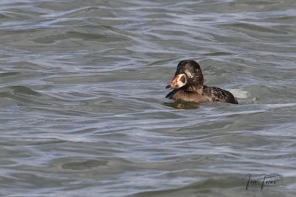 Surf Scoter - ML627742258