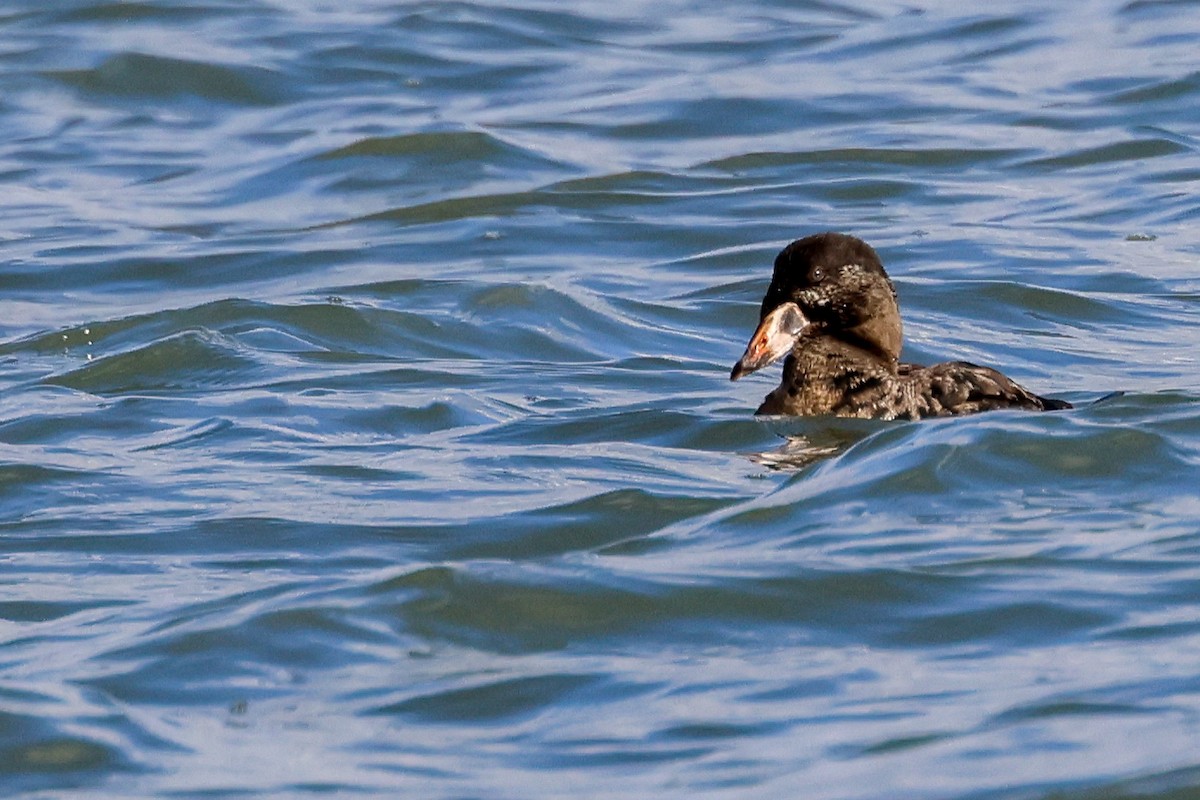 Surf Scoter - ML627742259