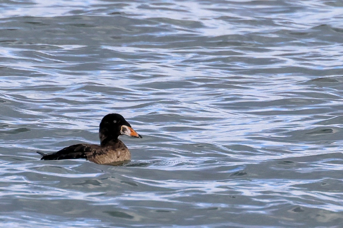 Surf Scoter - ML627742260