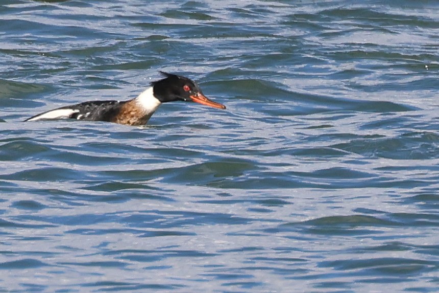 Red-breasted Merganser - ML627742283