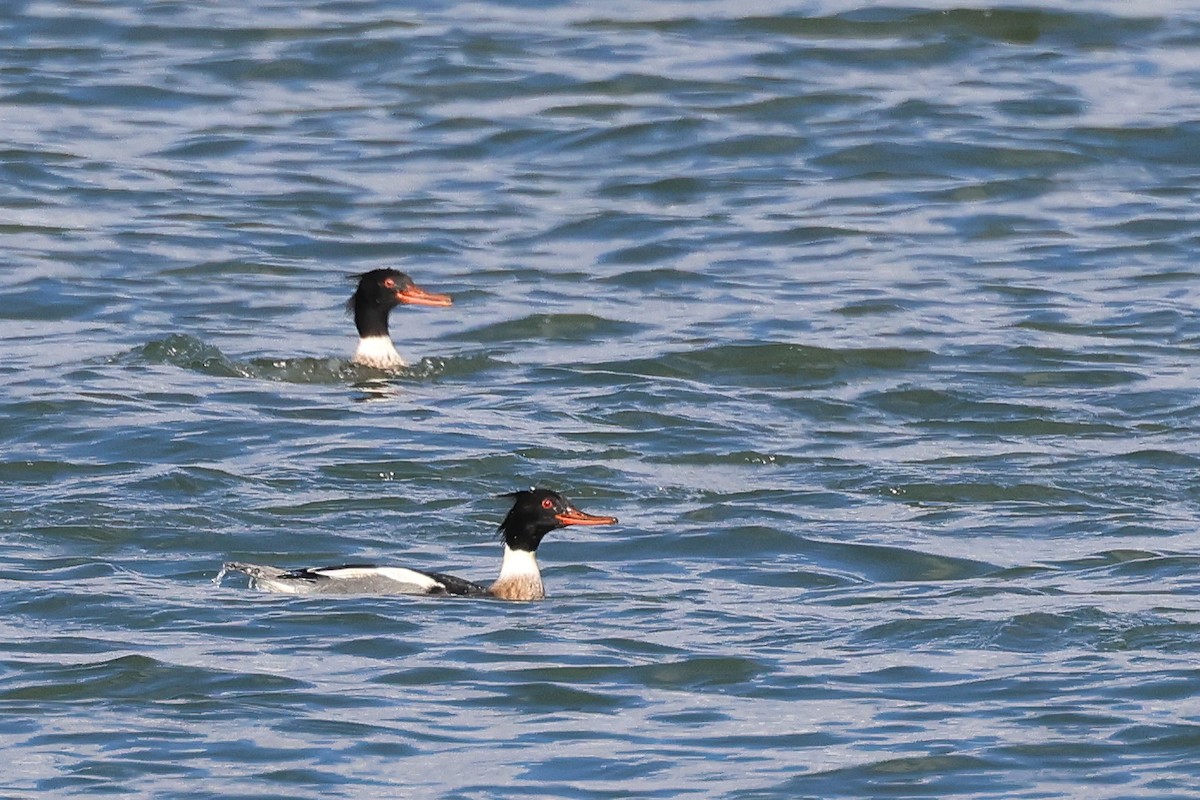 Red-breasted Merganser - ML627742284