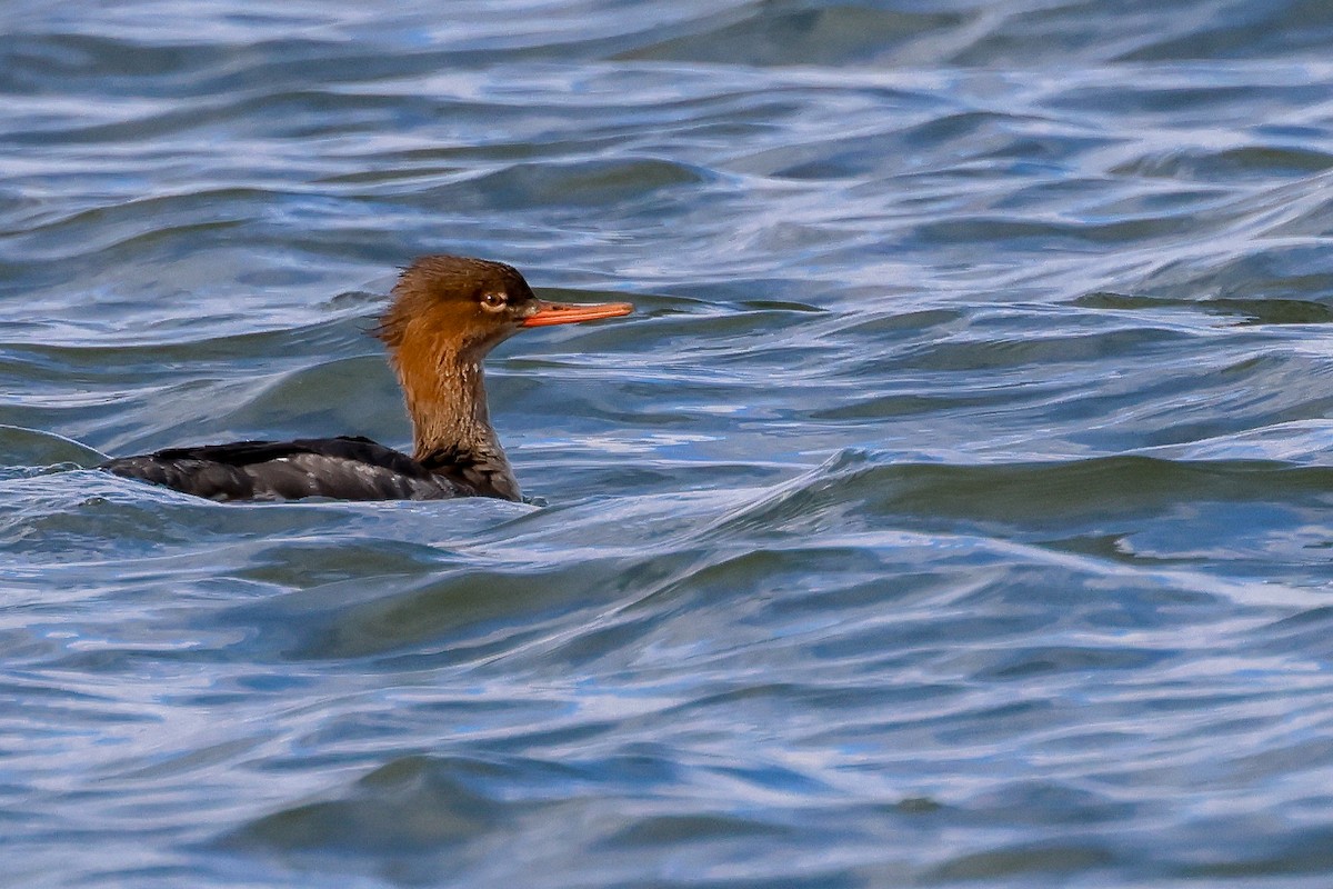 Red-breasted Merganser - ML627742285