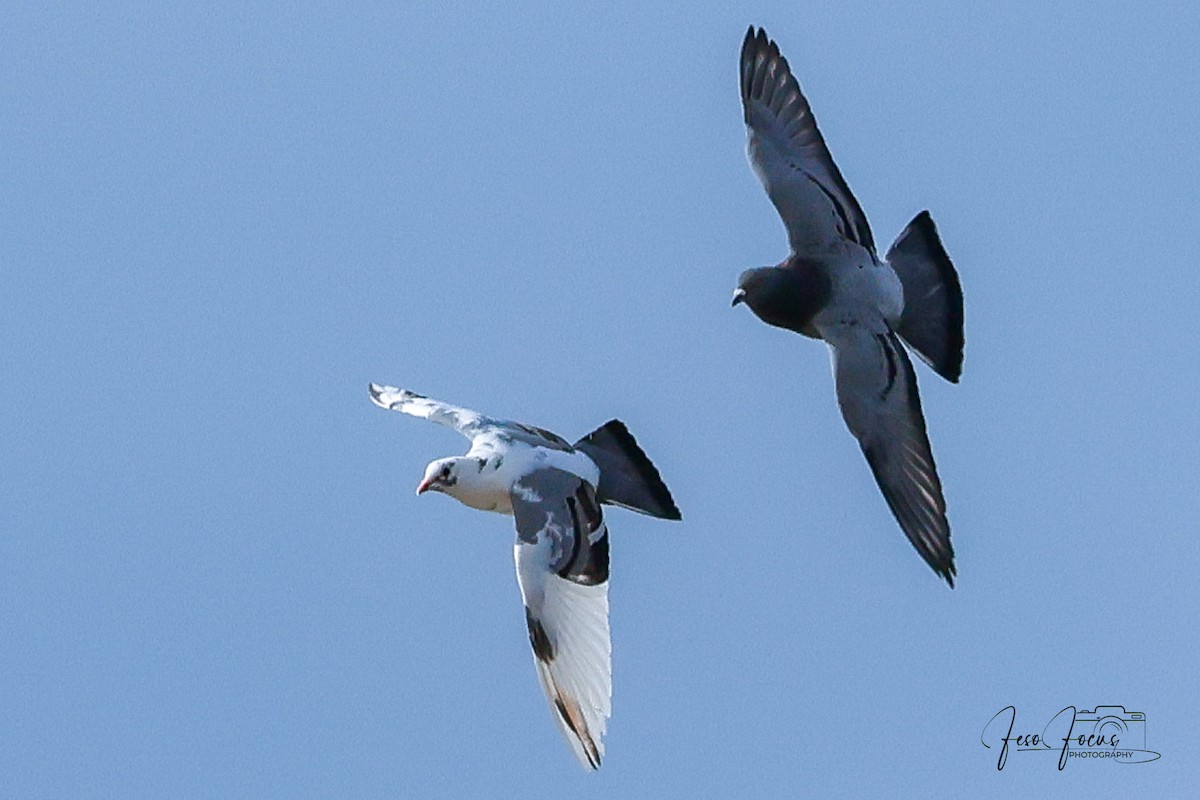 Rock Pigeon (Feral Pigeon) - ML627742288