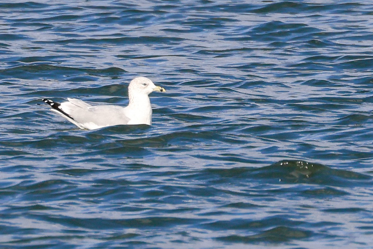 Ring-billed Gull - ML627742294