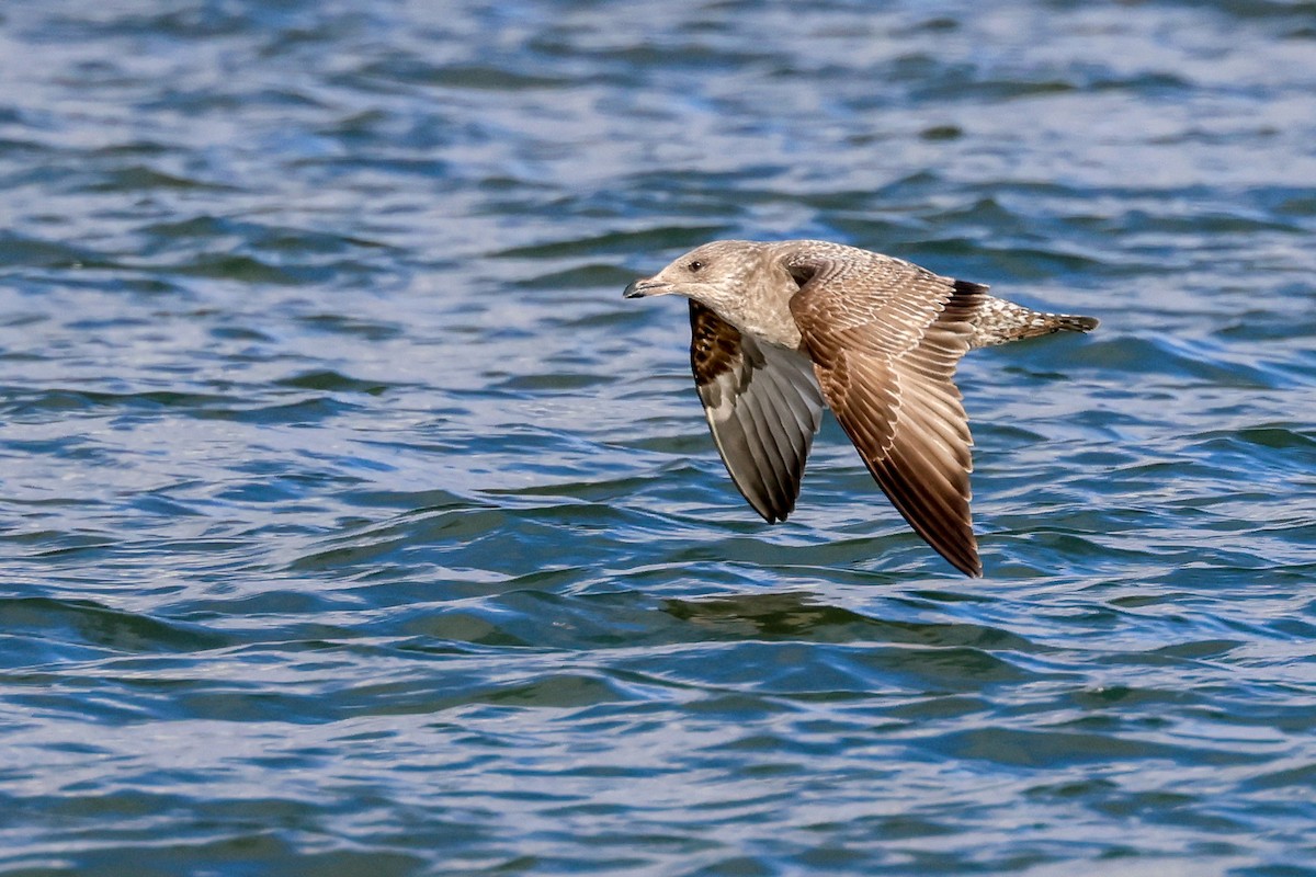 American Herring Gull - ML627742301