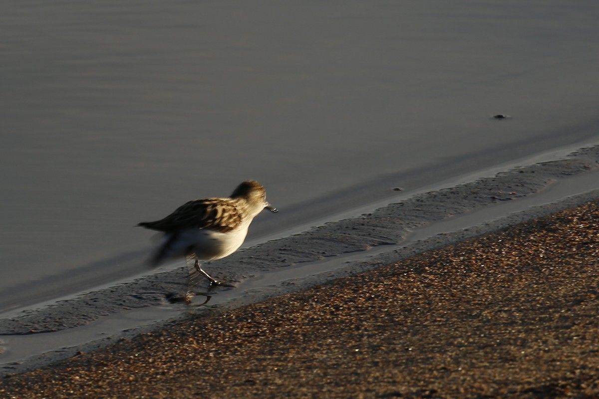 jespák srostloprstý - ML627742332