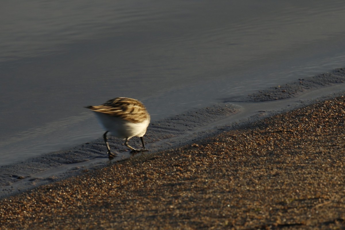 jespák srostloprstý - ML627742333