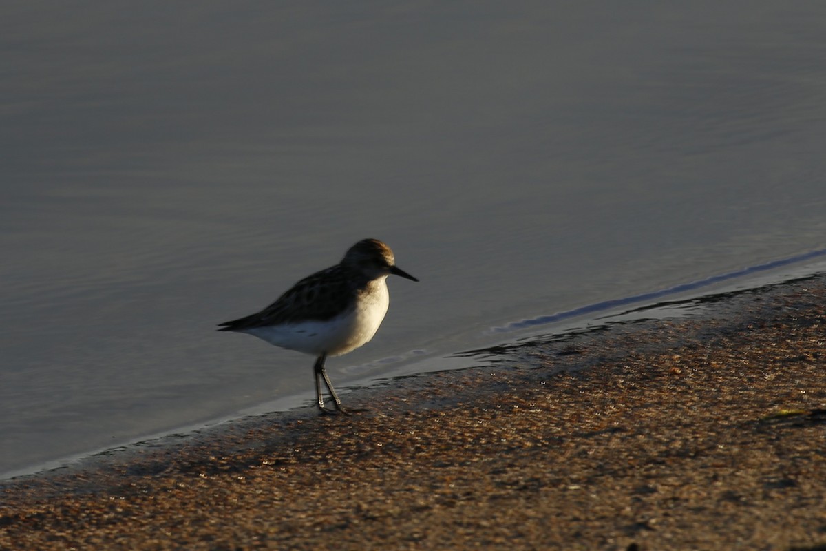 jespák srostloprstý - ML627742334