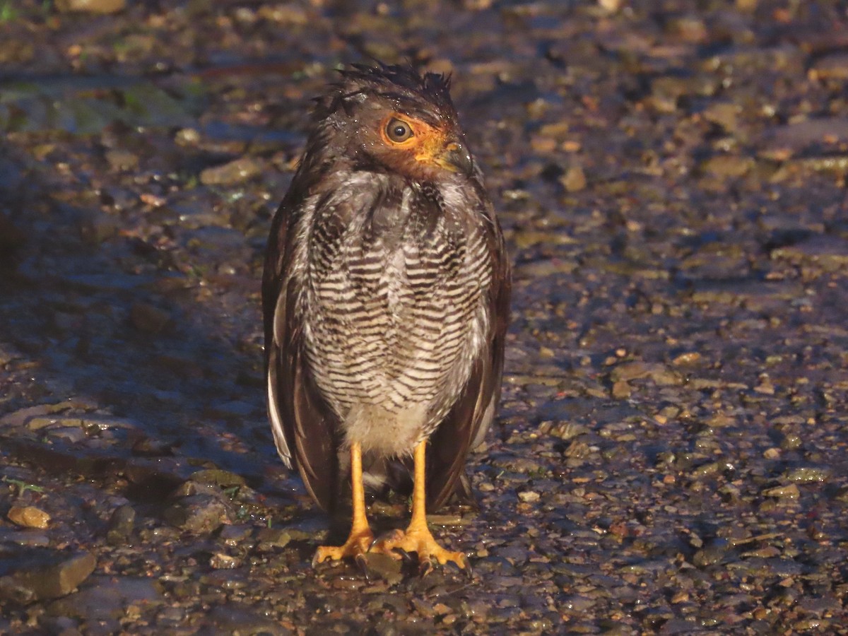 Barred Forest-Falcon - ML627742366