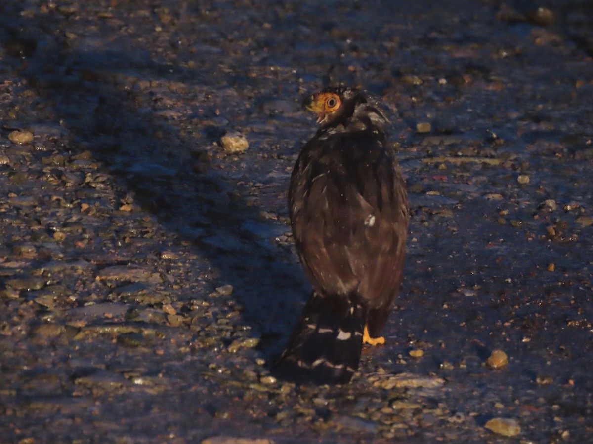 Barred Forest-Falcon - ML627742369