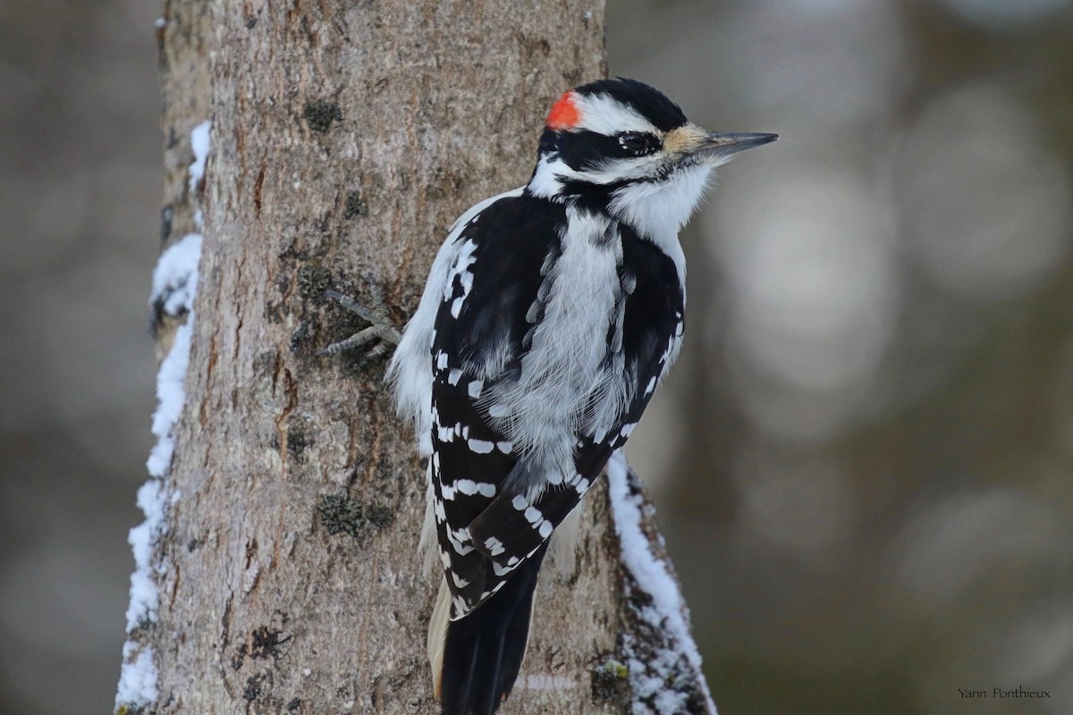 Hairy Woodpecker - ML627742423