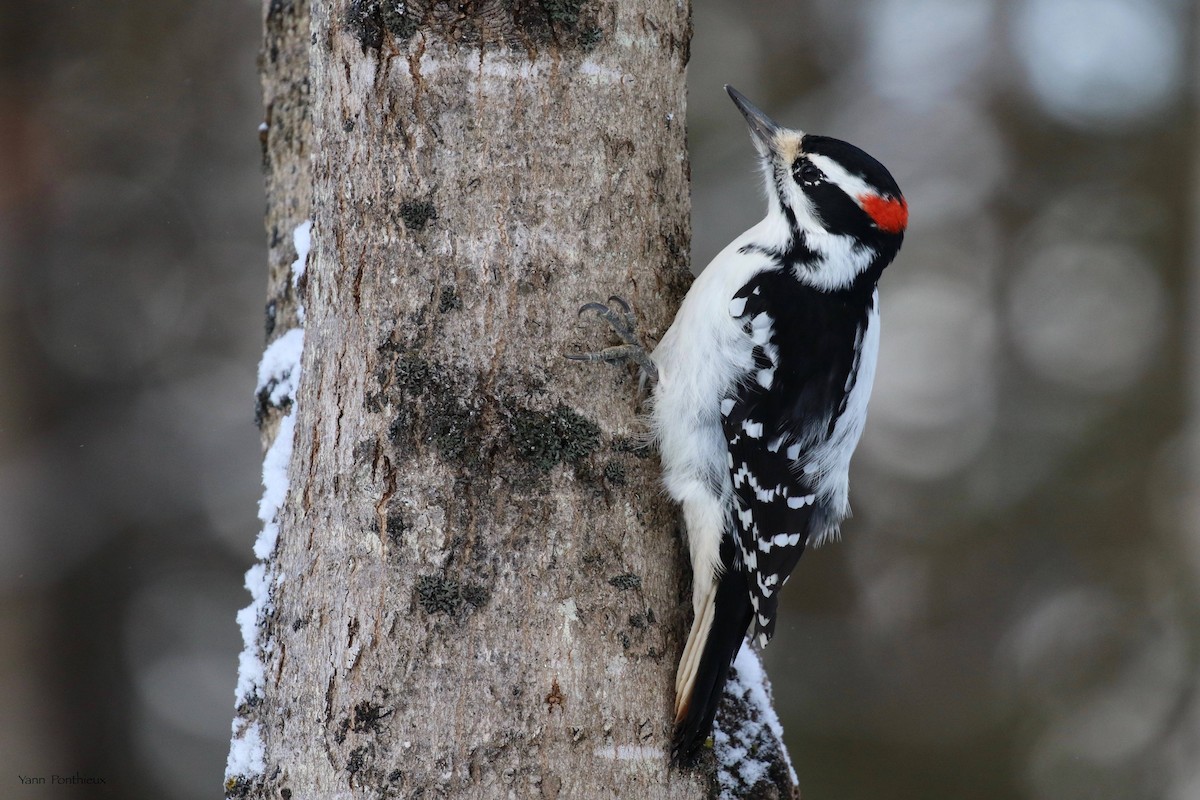 Hairy Woodpecker - ML627742429