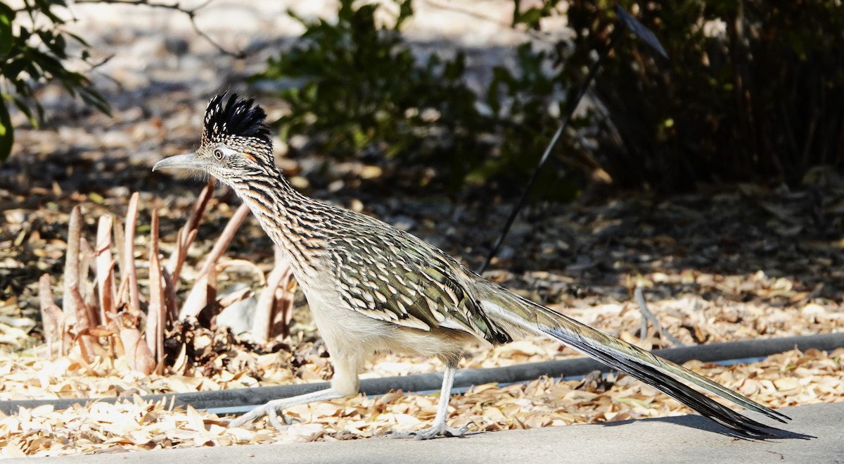 Greater Roadrunner - ML627742686