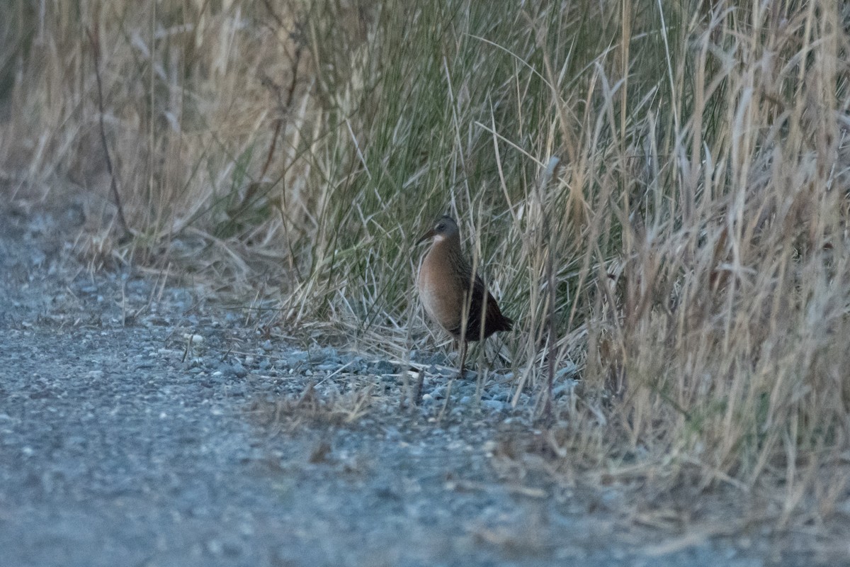 Virginia Rail - ML627742798