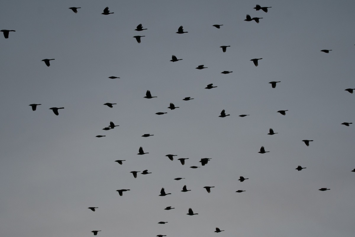 Boat-tailed Grackle - ML627742810
