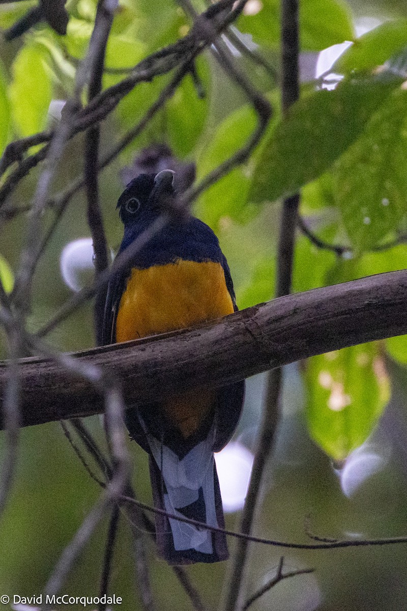 Trogon à queue blanche - ML627742973