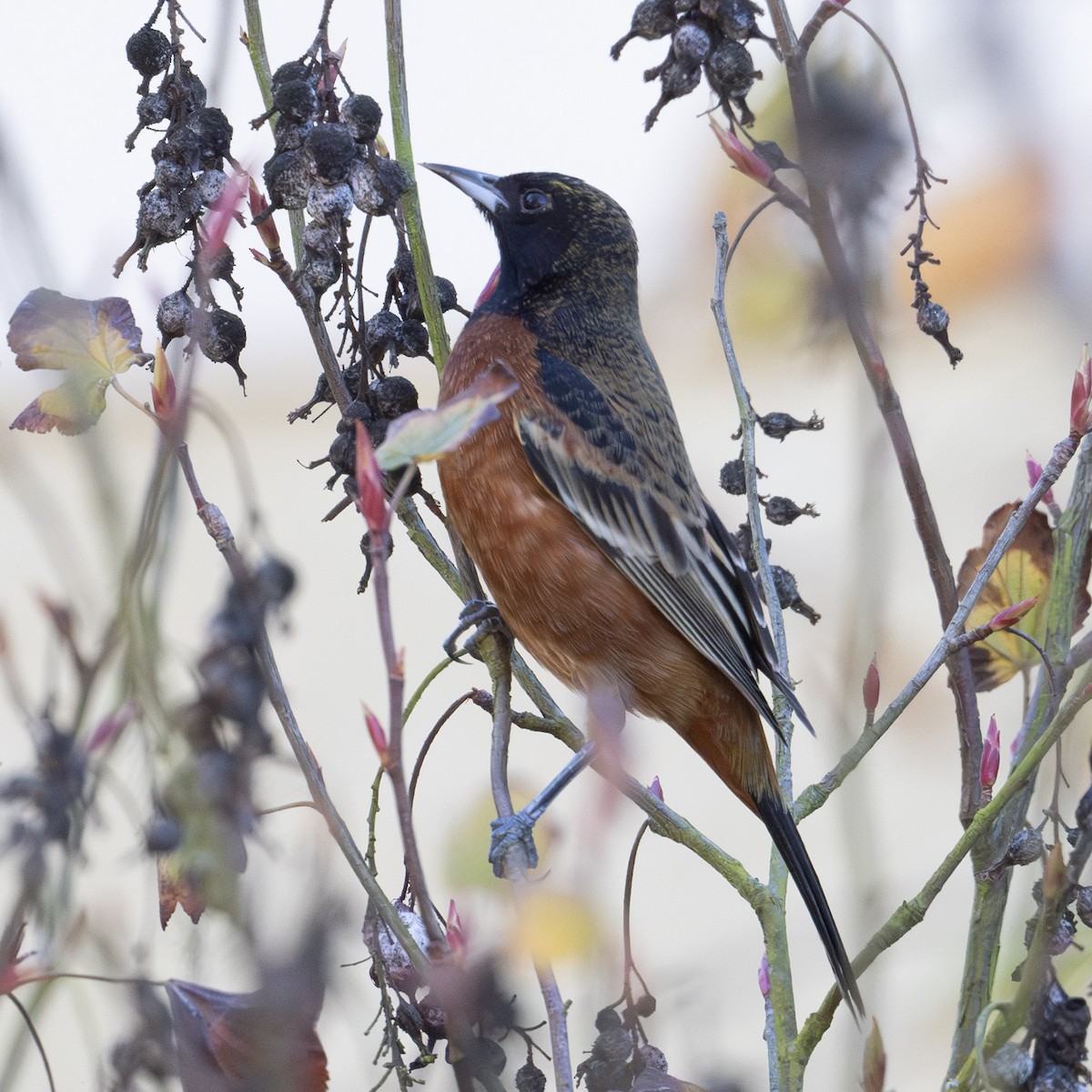 Orchard Oriole - ML627743069