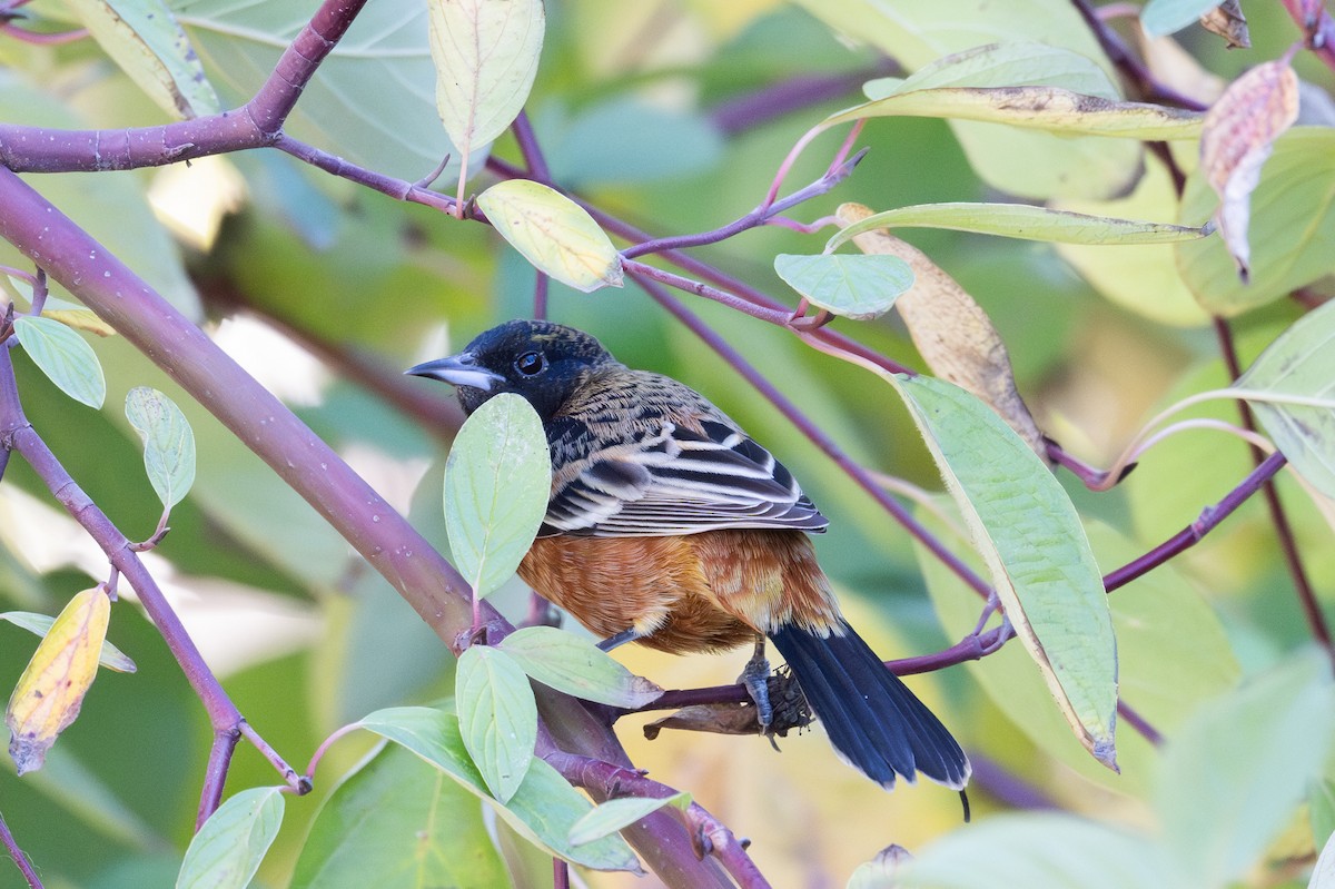 Orchard Oriole - ML627743070