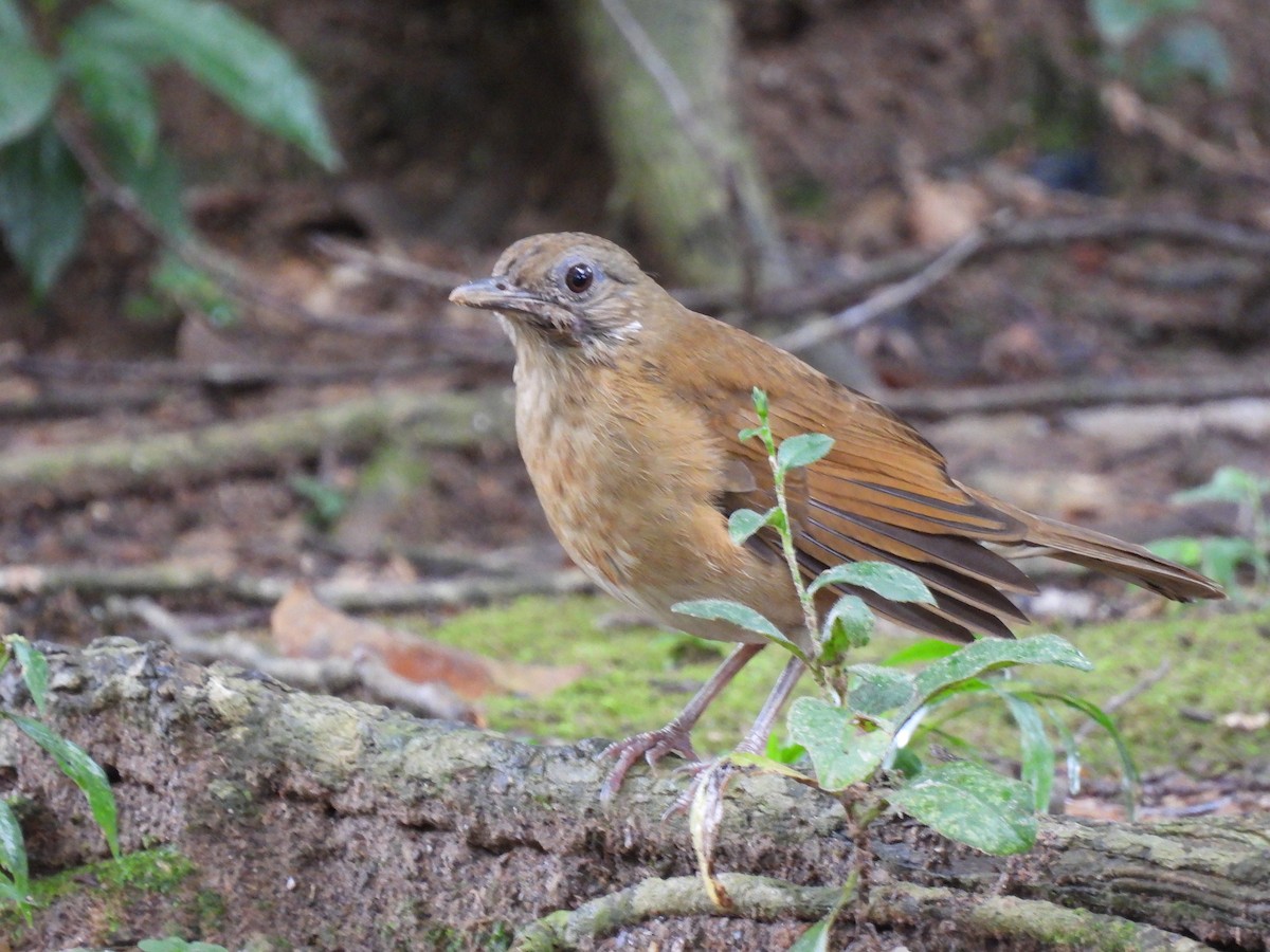 Cocoa Thrush - ML627743184