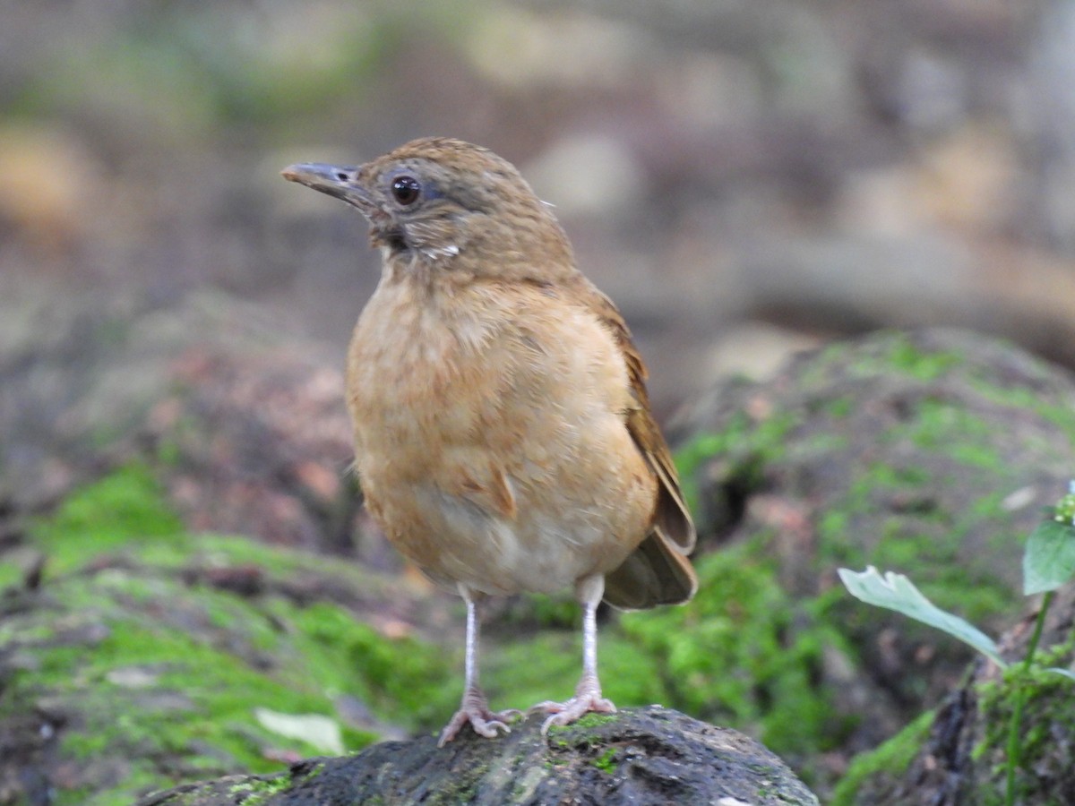 Cocoa Thrush - ML627743192
