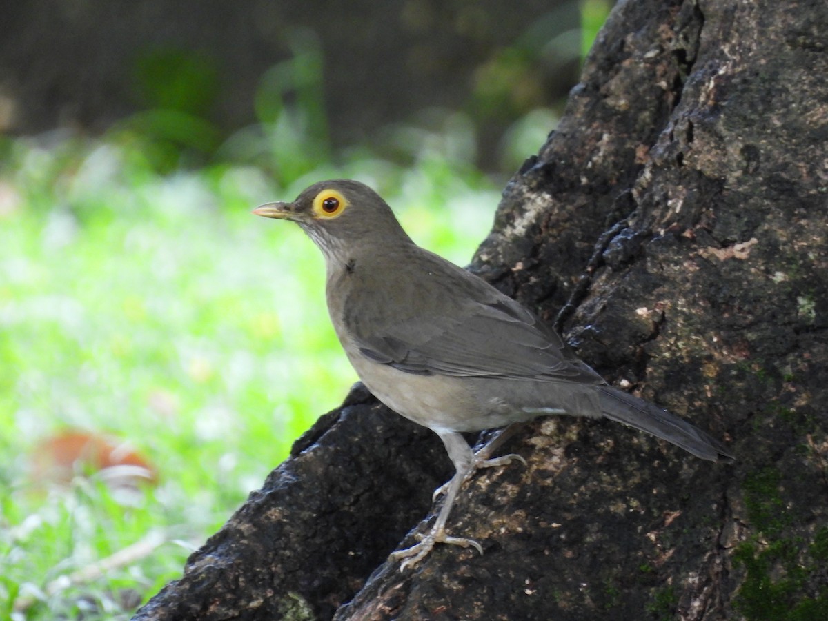 Spectacled Thrush - ML627743211