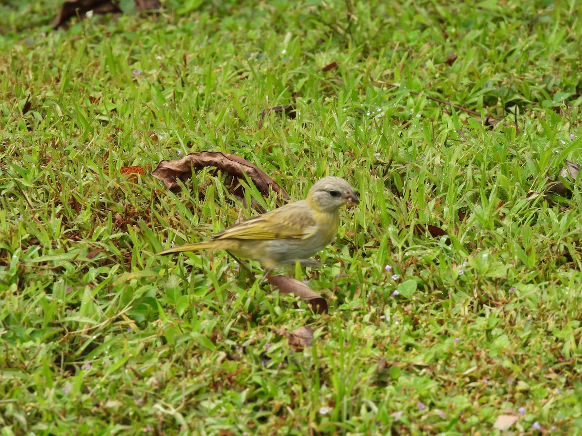 Saffron Finch - ML627743217