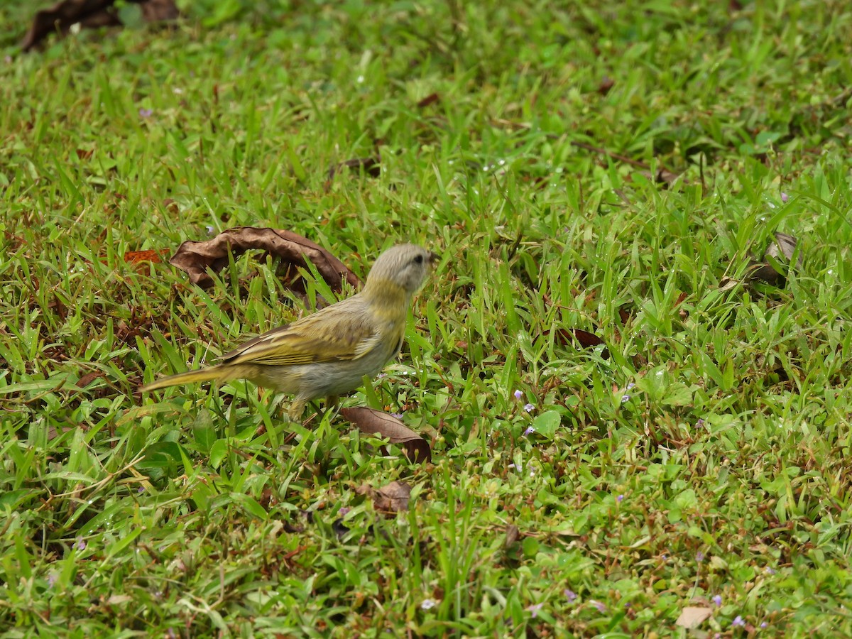 Saffron Finch - ML627743218