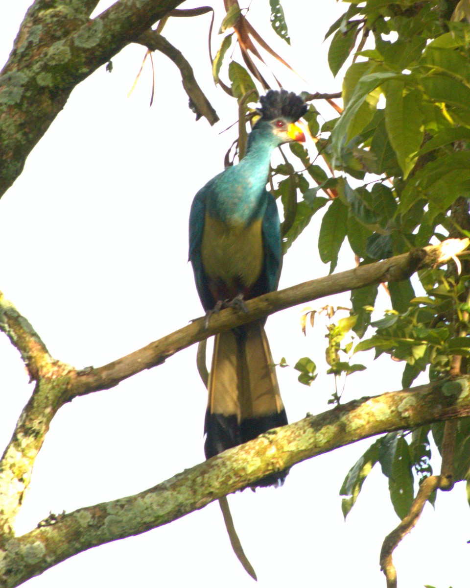 Great Blue Turaco - ML627743227