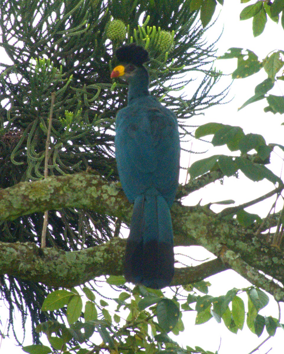 Great Blue Turaco - ML627743228